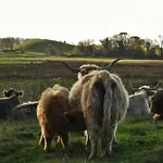 Feriehus Cattle And Wild Horses At Paogard Skovsgaard *