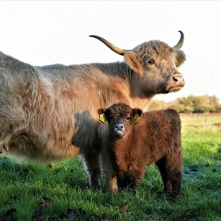 Cattle And Wild Horses At Paogard Skovsgaard Vakantiehuis