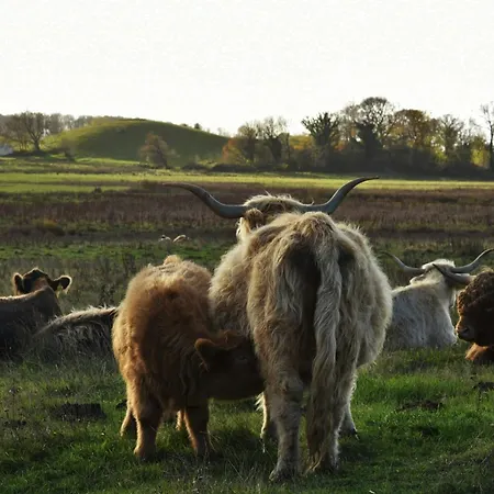 Cattle And Wild Horses At Paogard Skovsgaard Tatil Evi Rudkøbing