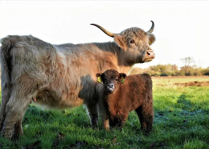 Cattle And Wild Horses At Paogard Skovsgaard Holiday home *